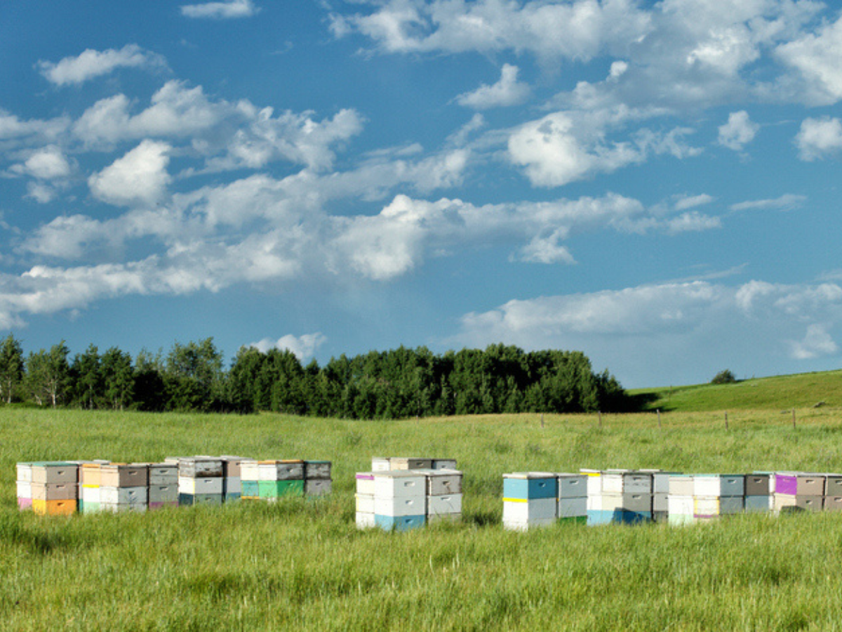Bee Farming