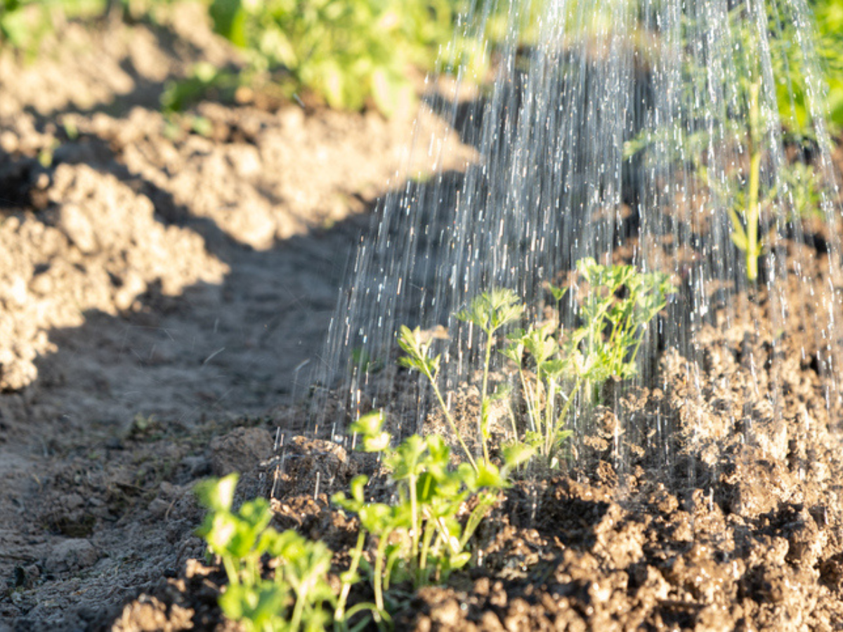 Watering Crops Hobby Farm