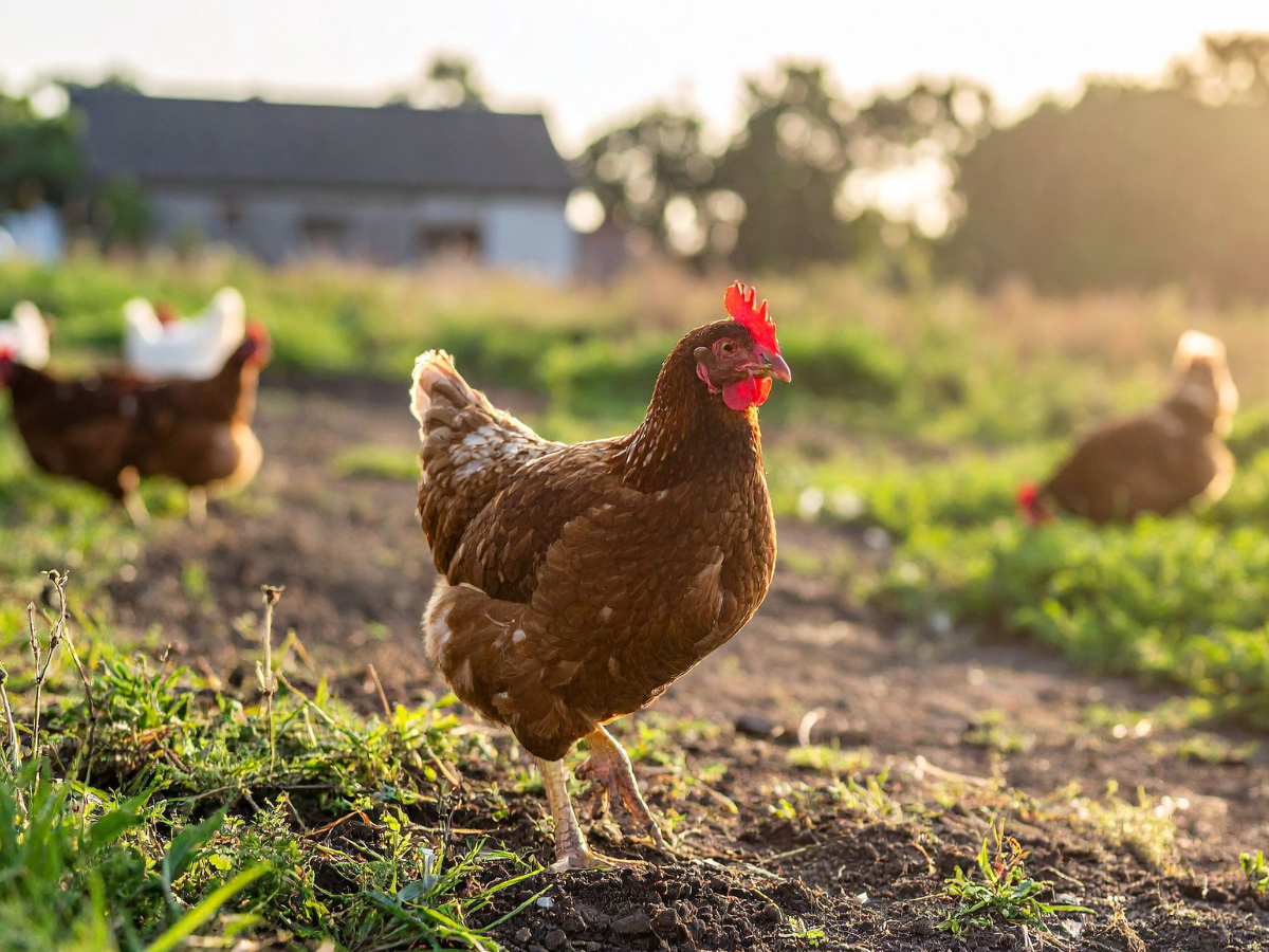 hobby farm insurance 