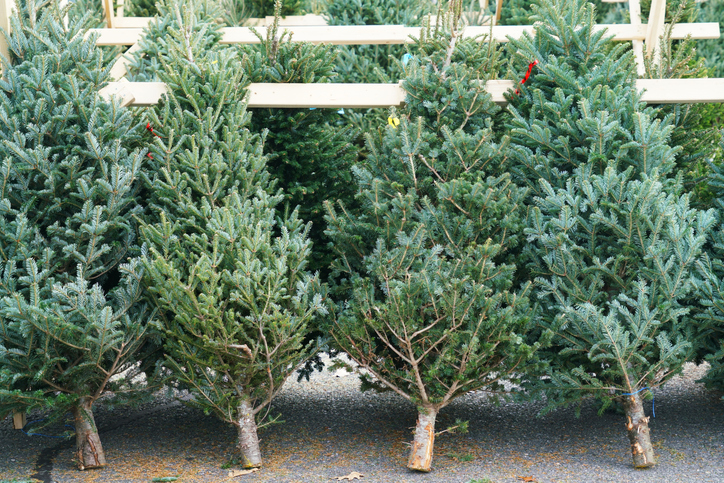 Christmas trees at a christmas tree farm store