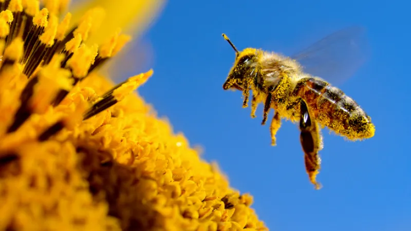 Honey bee collecting pollen whilst ensuring that his beekeeper is covered with Sandbox's Bee coverage
