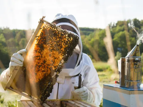 Beekeeper examining honeycomb frame.