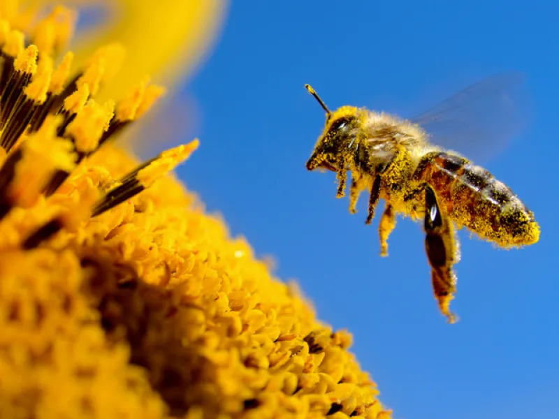 Honey bee collecting pollen whilst ensuring that his beekeeper is covered with Sandbox's Bee coverage