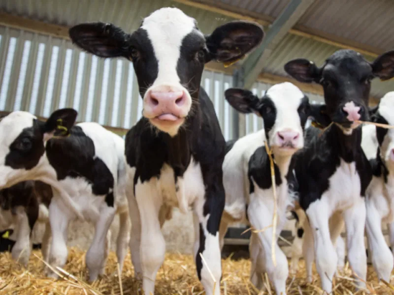 Calves standing on hay in a barn.