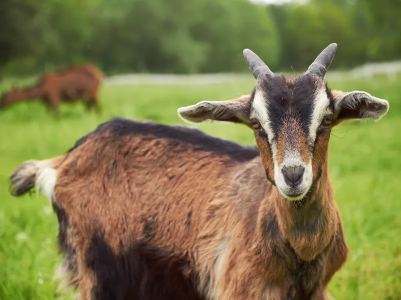 Goat Hobby Farm 
